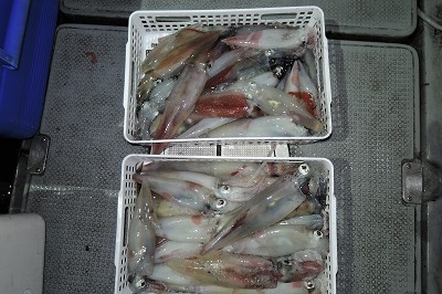 ワープゾーン 釣果