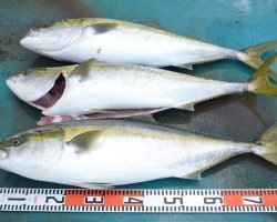 アジアマリンサービス 釣果