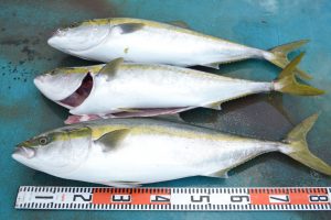 アジアマリンサービス 釣果