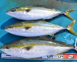 アジアマリンサービス 釣果