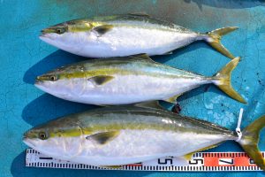 アジアマリンサービス 釣果