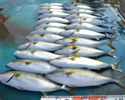 アジアマリンサービス 釣果