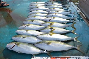 アジアマリンサービス 釣果