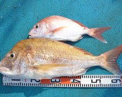 アジアマリンサービス 釣果