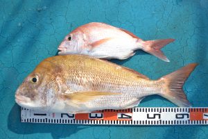 アジアマリンサービス 釣果