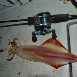 ハピネスⅡ 釣果