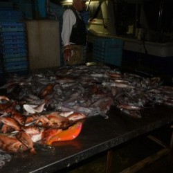 ハピネスⅡ 釣果