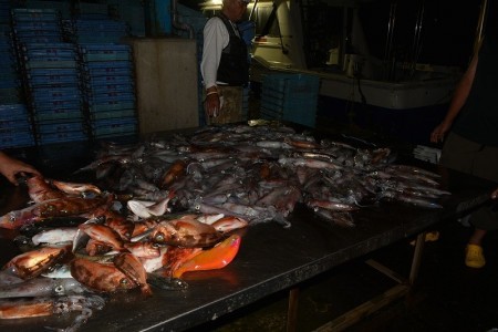 ハピネスⅡ 釣果