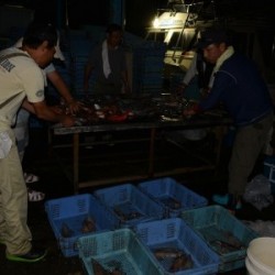 ハピネスⅡ 釣果