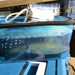 ハピネスⅡ 釣果