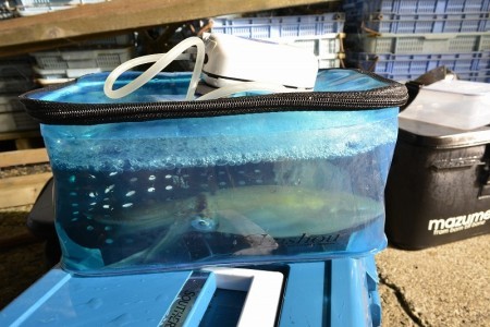 ハピネスⅡ 釣果