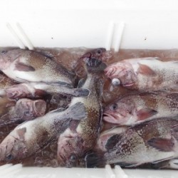 ハピネスⅡ 釣果