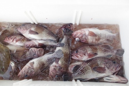 ハピネスⅡ 釣果