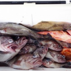 ハピネスⅡ 釣果