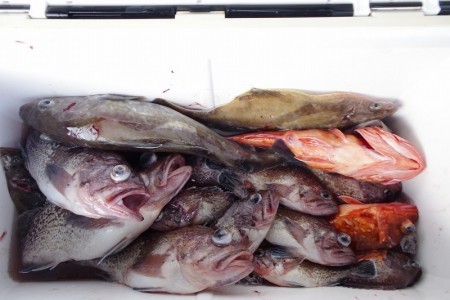 ハピネスⅡ 釣果