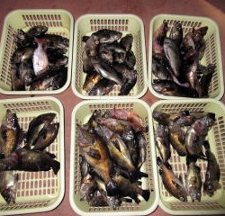 Fishing guide かわい 釣果