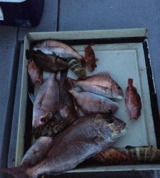 LUZ PLAYA　ルスプラージャ 釣果