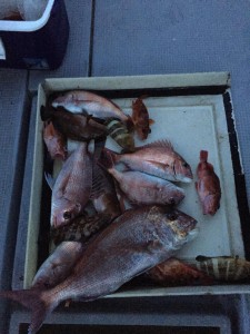 LUZ PLAYA　ルスプラージャ 釣果