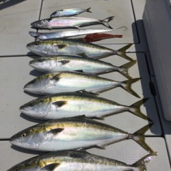 オーシャンキッズ 釣果