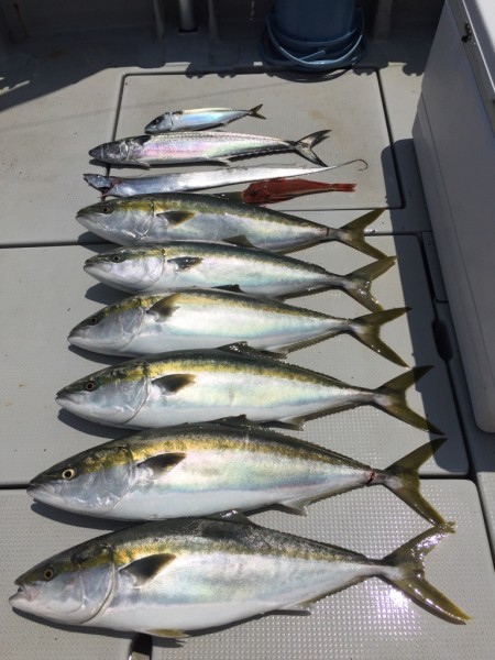 オーシャンキッズ 釣果