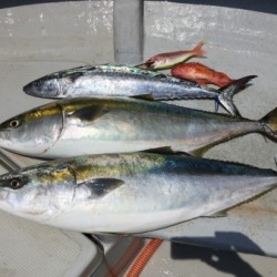 オーシャンキッズ 釣果