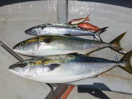 オーシャンキッズ 釣果