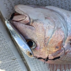 オーシャンキッズ 釣果