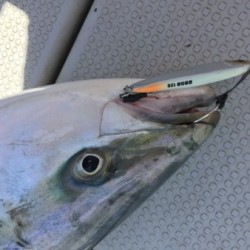 オーシャンキッズ 釣果