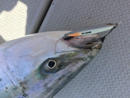 オーシャンキッズ 釣果