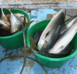 征海丸 釣果