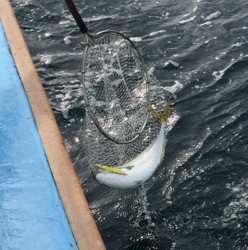 征海丸 釣果