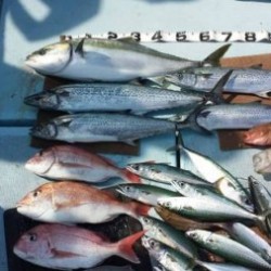清和丸 釣果