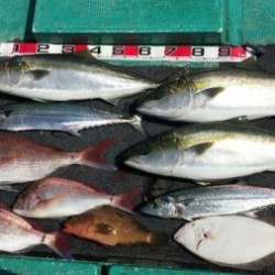 清和丸 釣果