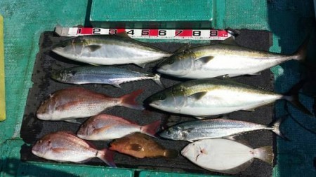 清和丸 釣果