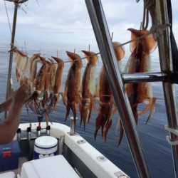 Blue.win 海人丸 釣果