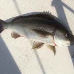 「LaGooN」蒼陽丸 日和号　 釣果