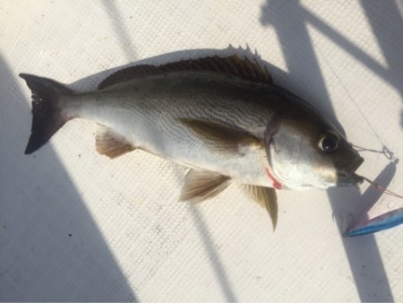 「LaGooN」蒼陽丸 日和号　 釣果