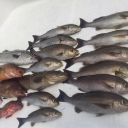 「LaGooN」蒼陽丸 日和号　 釣果