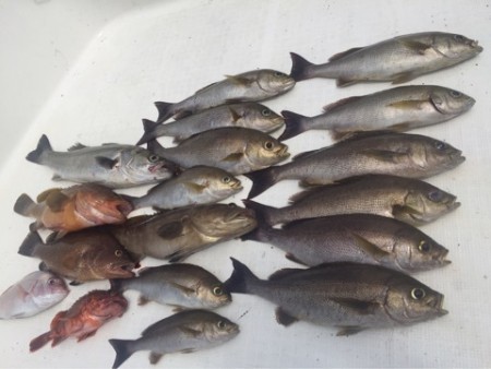 「LaGooN」蒼陽丸 日和号　 釣果