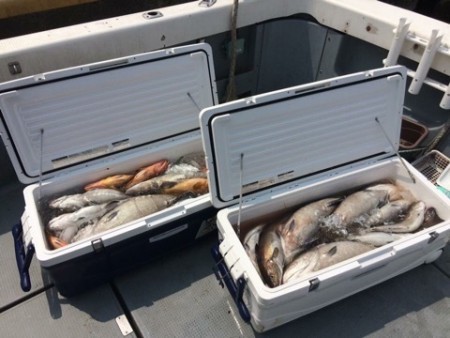 エヌスタイル 釣果