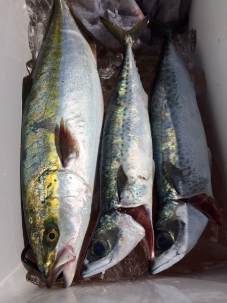浜栄丸 釣果