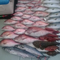 エムズジャーク（M’s JERK） 釣果