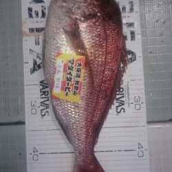 エムズジャーク（M’s JERK） 釣果