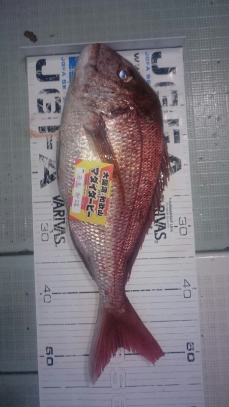 エムズジャーク（M’s JERK） 釣果