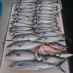 エムズジャーク（M’s JERK） 釣果