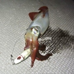 South Current 釣果