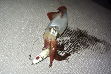 South Current 釣果