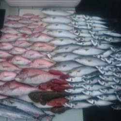 エムズジャーク（M’s JERK） 釣果