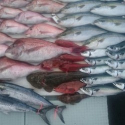 エムズジャーク（M’s JERK） 釣果