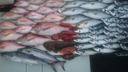 エムズジャーク（M’s JERK） 釣果